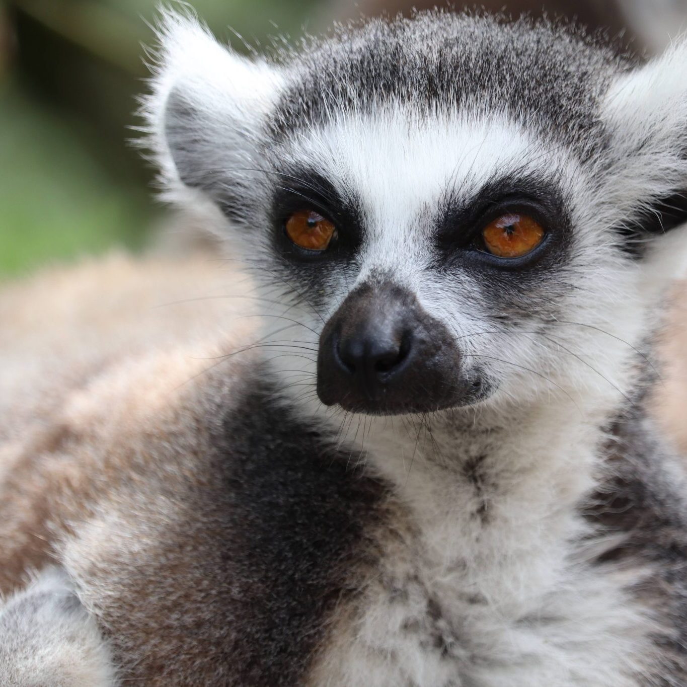 <b>RING-TAILED LEMUR</b>
<br>
<i>Lemur catta</i>
<br>
Where They Live: Madagascar
<br>
Status: Near Threatened