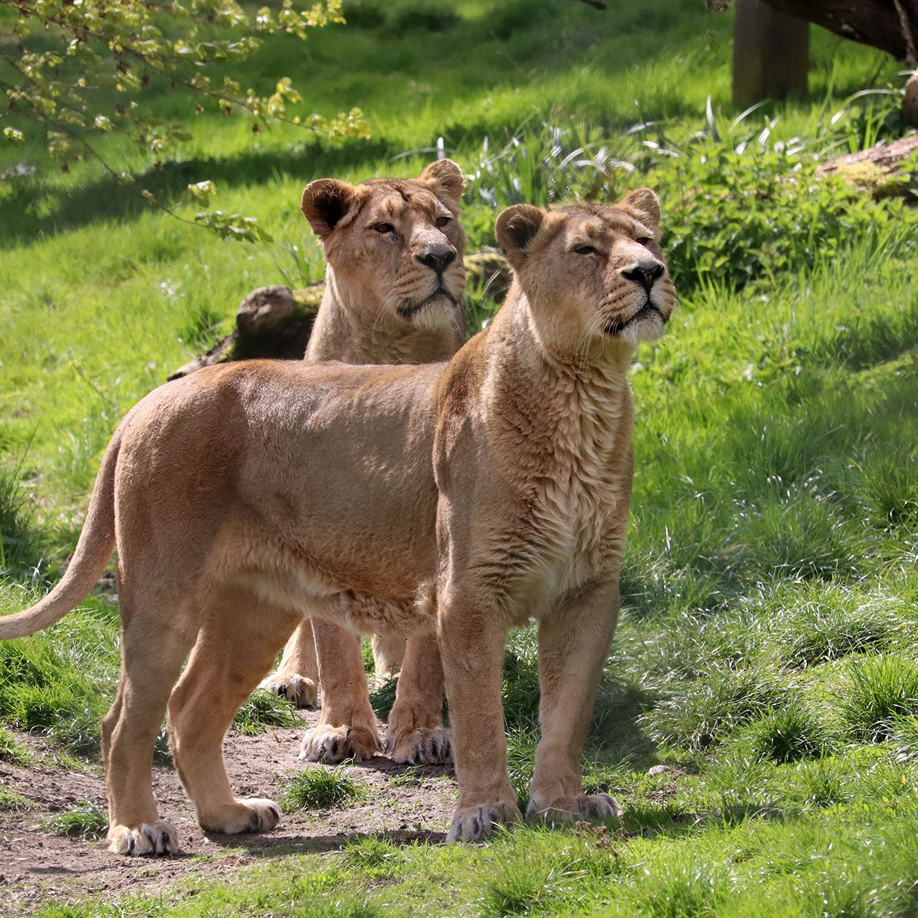 <b>ASIATIC LION</b>
<br>
<i>Panthera leo persica</i>
<br>
Where They Live: India
<br>
Status: Endangered