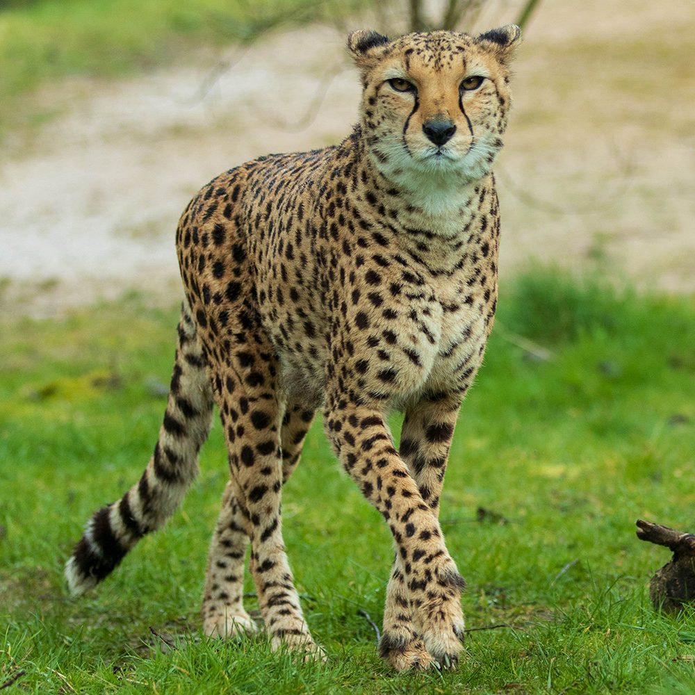 <b>CHEETAH</b>
<br>
<i>Acinonyx jubatus</i>
<br>
Where They Live: Africa
<br>
Status: Vulnerable