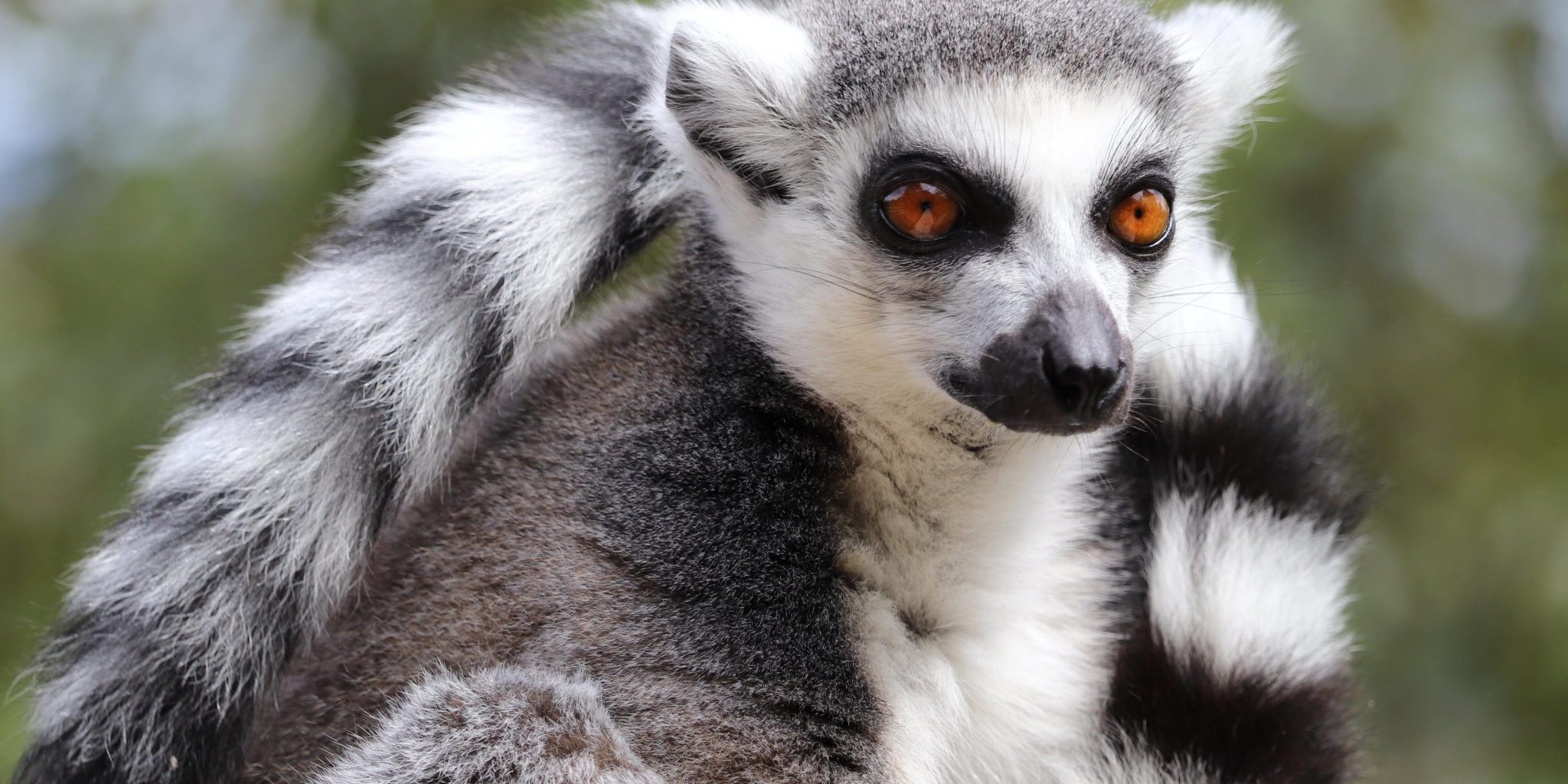 <b>RING-TAILED LEMUR</b>
<br>
<i>Lemur catta</i>
<br>
Where They Live: Madagascar
<br>
Status: Near Threatened