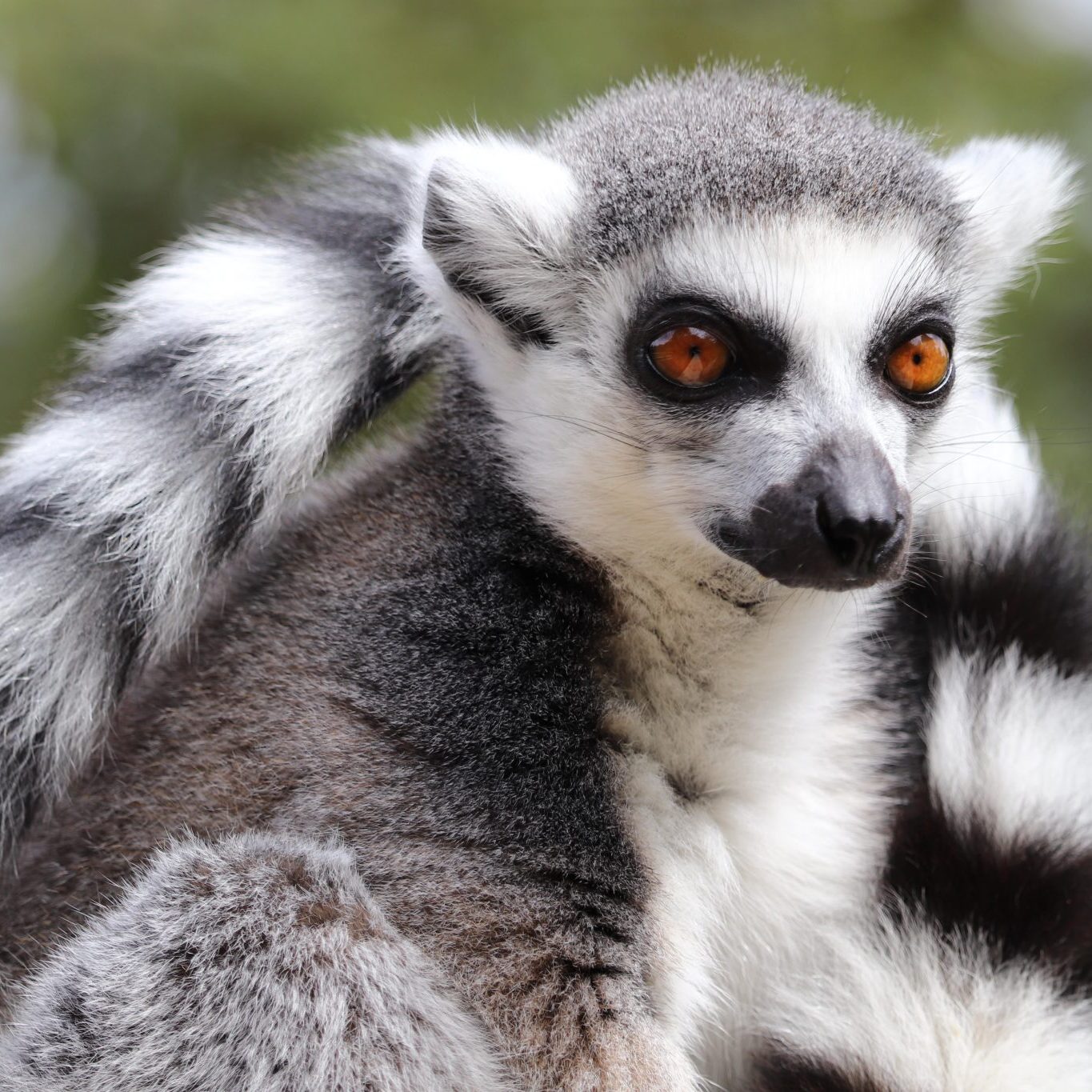 <b>RING-TAILED LEMUR</b>
<br>
<i>Lemur catta</i>
<br>
Where They Live: Madagascar
<br>
Status: Near Threatened