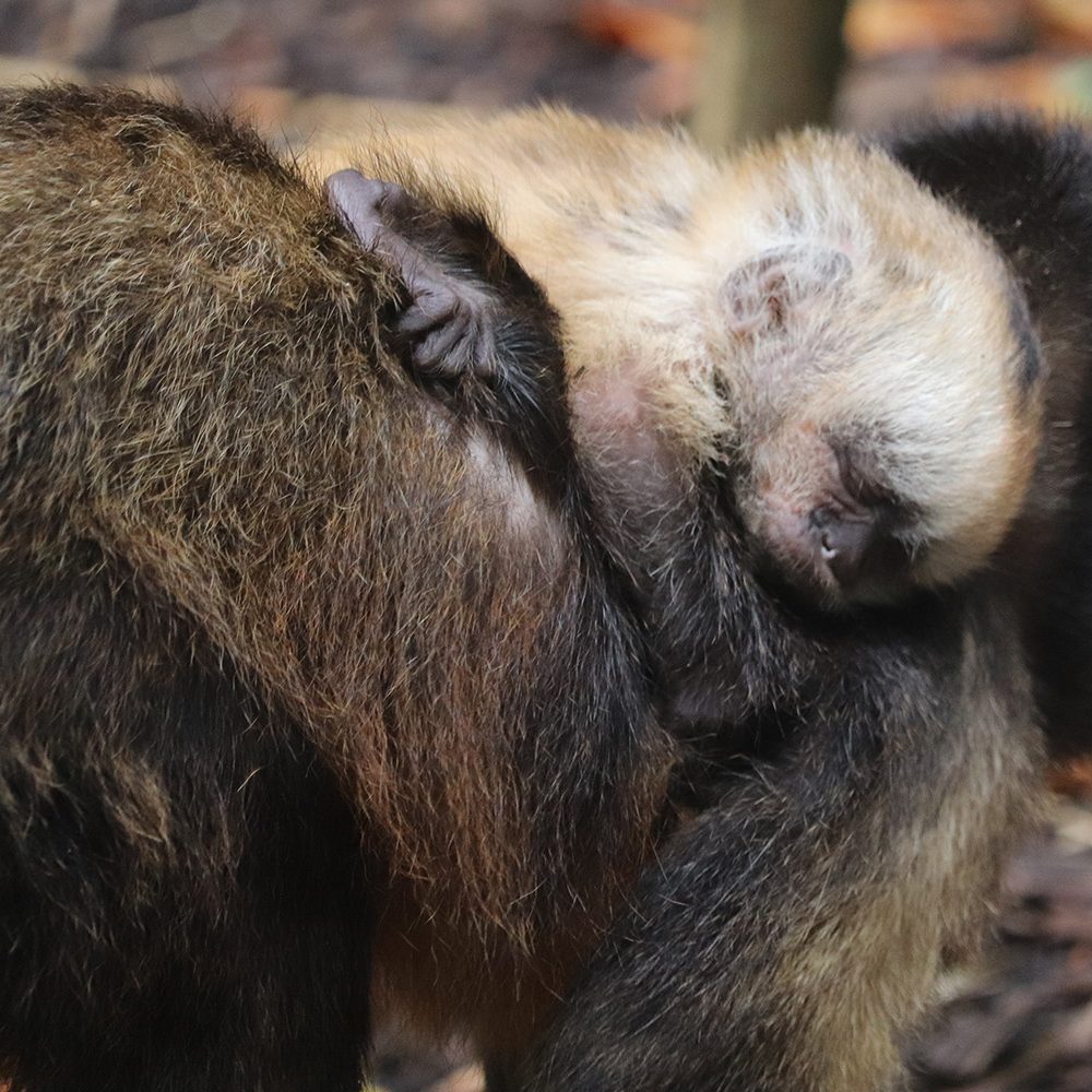 <b>YELLOW BREASTED CAPUCHIN</b>
<br>
<i>Sapajus xanthosternos</i>
<br>
Where They Live: Brazil
<br>
Status: Critically Endangered