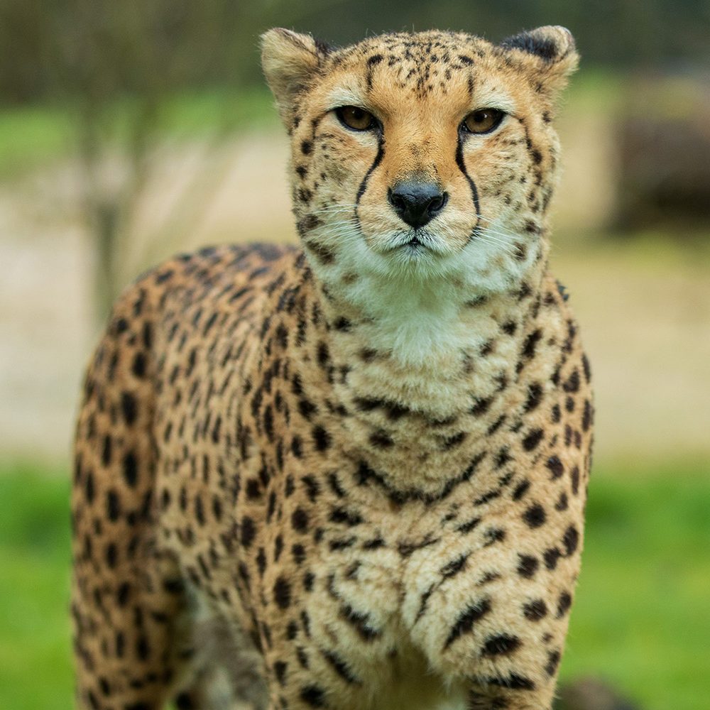 <b>CHEETAH</b>
<br>
<i>Acinonyx jubatus</i>
<br>
Where They Live: Africa
<br>
Status: Vulnerable