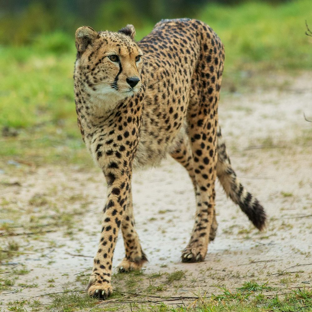 <b>CHEETAH</b>
<br>
<i>Acinonyx jubatus</i>
<br>
Where They Live: Africa
<br>
Status: Vulnerable