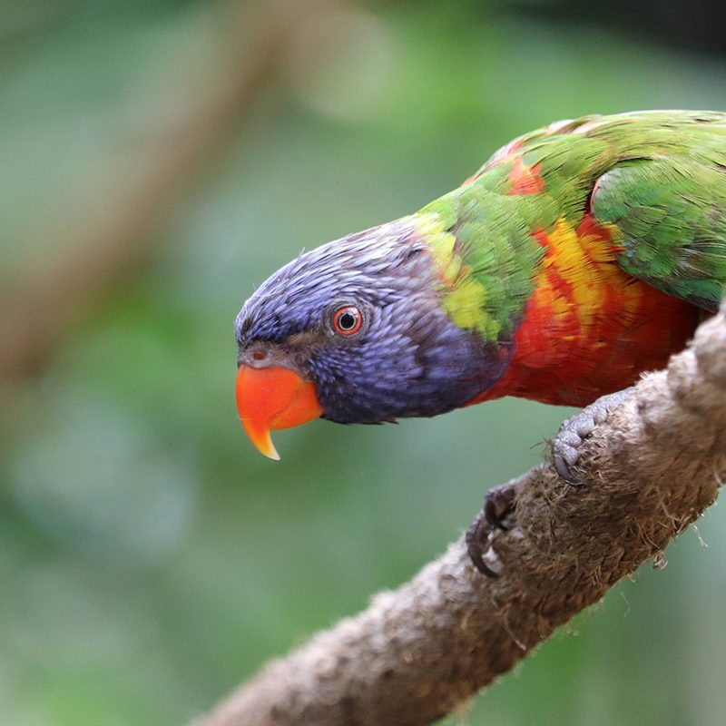 <b>RAINBOW LORIKEET</b>
<br>
<i>Trichoglossus moluccanus</i>
<br>
Where They Live: Australia
<br>
Status: Least Concern