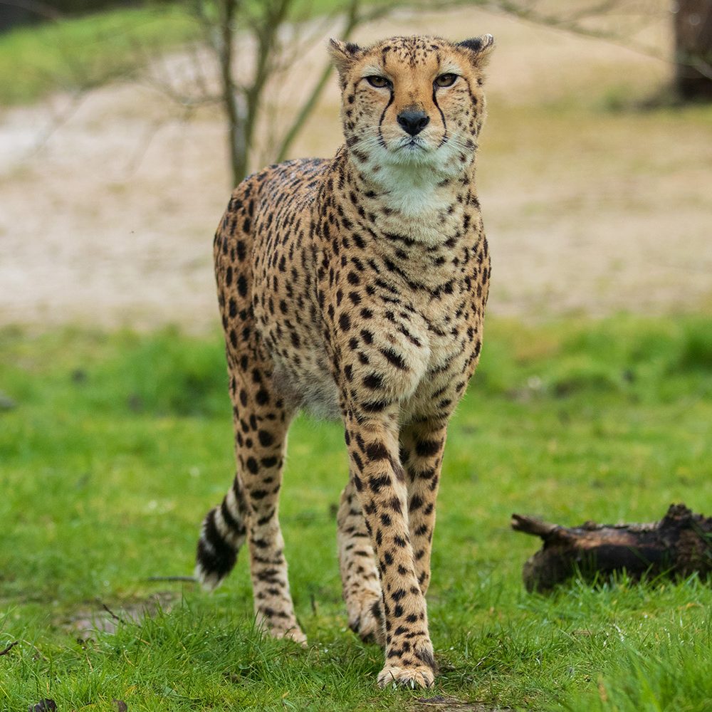 <b>CHEETAH</b>
<br>
<i>Acinonyx jubatus</i>
<br>
Where They Live: Africa
<br>
Status: Vulnerable