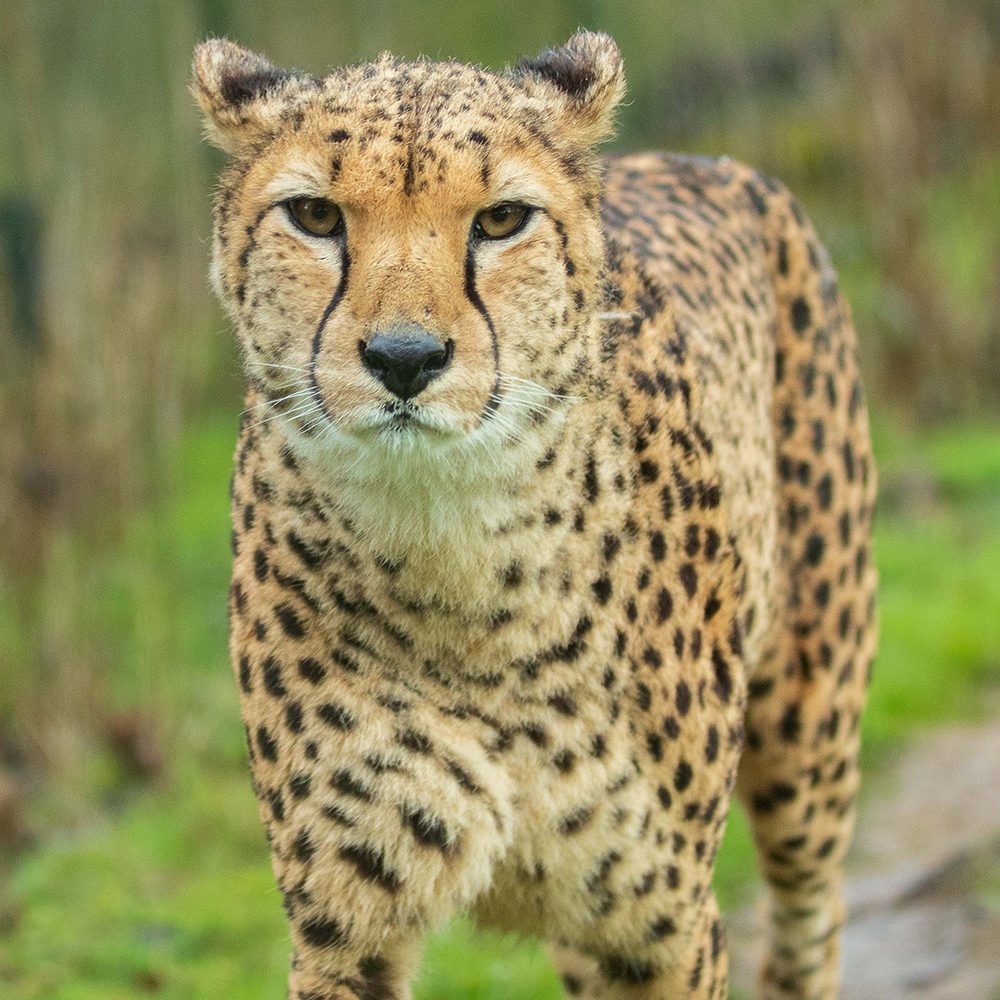 <b>CHEETAH</b>
<br>
<i>Acinonyx jubatus</i>
<br>
Where They Live: Africa
<br>
Status: Vulnerable