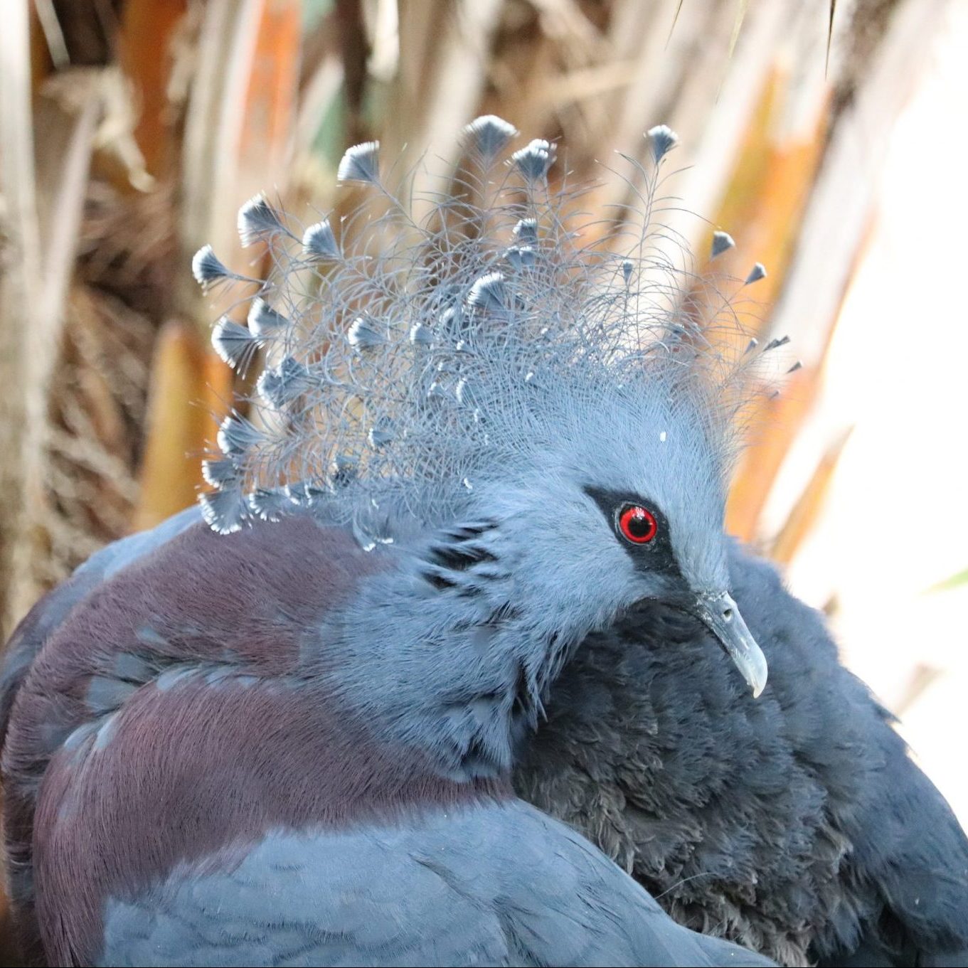 <b>VICTORIA CROWNED PIGEON</b>
<br>
<i>Goura victoria</i>
<br>
Where They Live: New Guinea
<br>
Status: Near Threatened