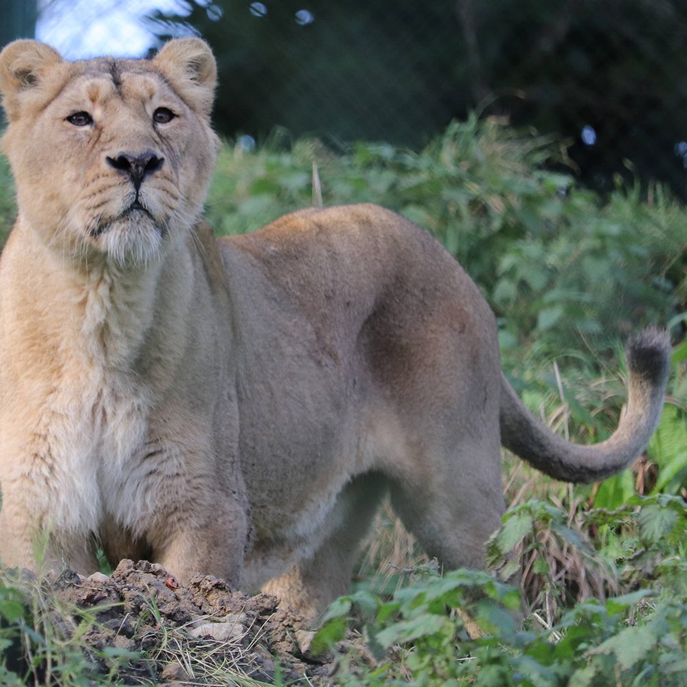 <b>ASIATIC LION</b>
<br>
<i>Panthera leo persica</i>
<br>
Where They Live: India
<br>
Status: Endangered