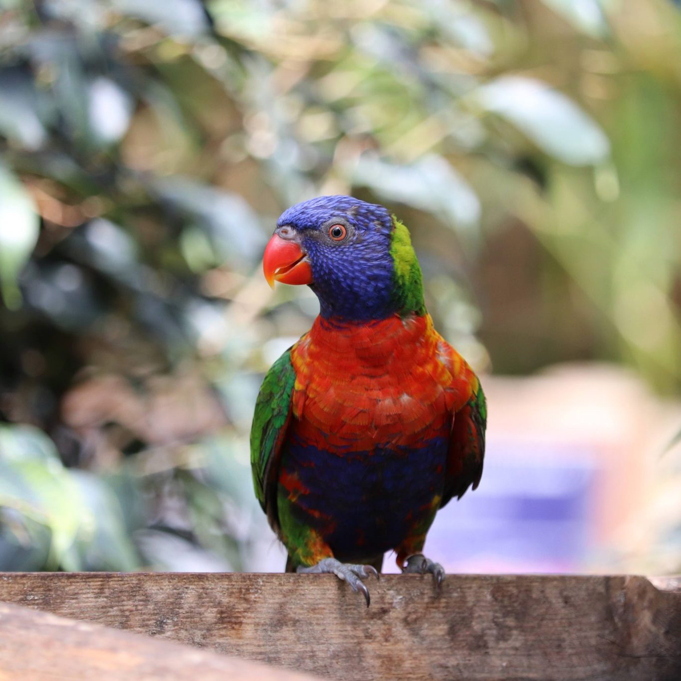 <b>RAINBOW LORIKEET</b>
<br>
<i>Trichoglossus moluccanus</i>
<br>
Where They Live: Australia
<br>
Status: Least Concern