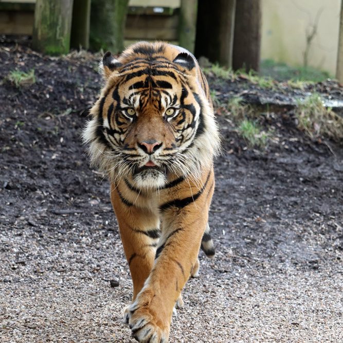 <b> SUMATRAN TIGER </b>
<br>
<i>Panthera tigris sondaica</i>
<br>
Where They Live: Sumatra
<br>
Status: Critically Endangered