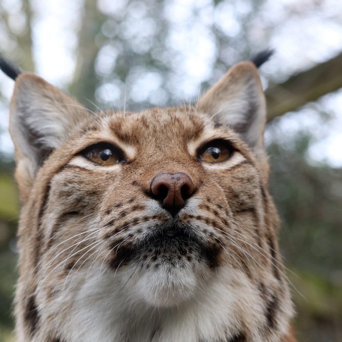 <b>CARPATHIAN LYNX</b>
<br>
<i>Lynx lynx carpathicus</i>
<br>
Where They Live: Romania, Slovakia & Hungary
<br>
Status: Least Concern