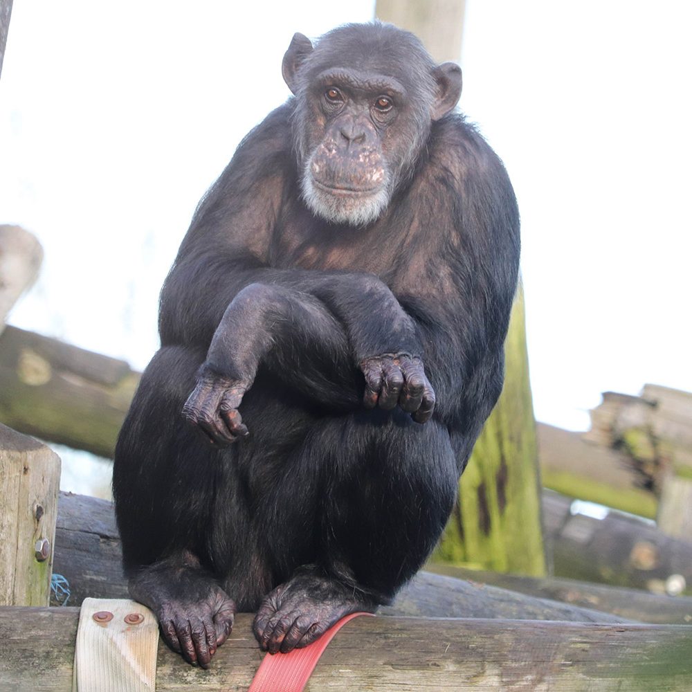 <i>CHIMPANZEE</i>
<br>
Where They Live: Tropical Africa
<br>
Status: Endangered
<br>
Photograph 
Location: Dudley Zoo, UK