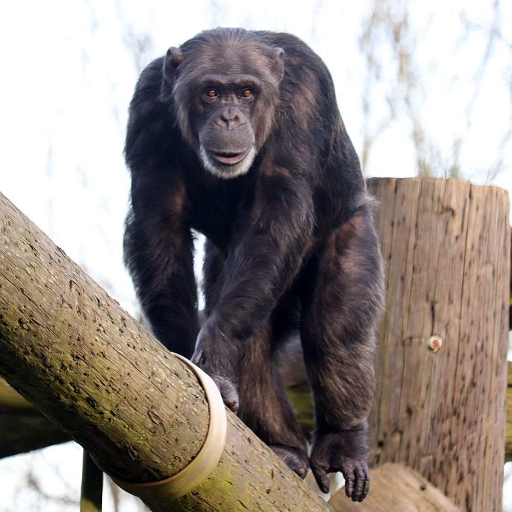 <i>CHIMPANZEE</i>
<br>
Where They Live: Tropical Africa
<br>
Status: Endangered
<br>
Photograph 
Location: Dudley Zoo, UK