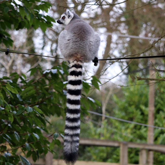 <b>RING-TAILED LEMUR</b>
<br>
<i>Lemur catta</i>
<br>
Where They Live: Madagascar
<br>
Status: Near Threatened