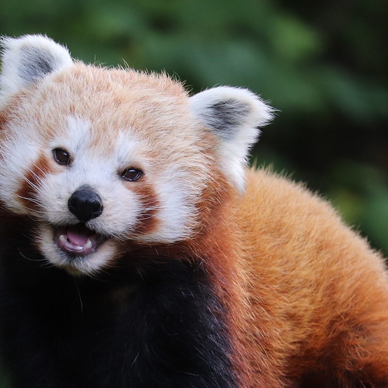 <b>RED PANDA</b>
<br>
<i>Ailurus fulgens</i>
<br>
Where They Live: Himalayas, East India
<br>
Status: Vulnerable