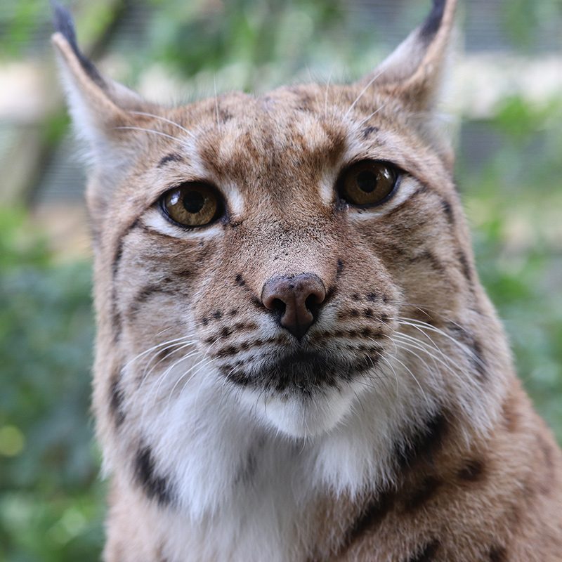 <b>CARPATHIAN LYNX</b>
<br>
<i>Lynx lynx carpathicus</i>
<br>
Where They Live: Romania, Slovakia & Hungary
<br>
Status: Least Concern