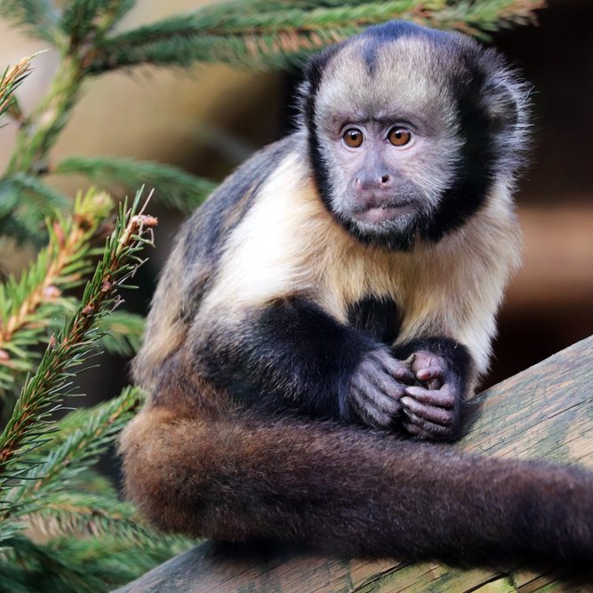 <b>YELLOW BREASTED CAPUCHIN</b>
<br>
<i>Sapajus xanthosternos</i>
<br>
Where They Live: Brazil
<br>
Status: Critically Endangered