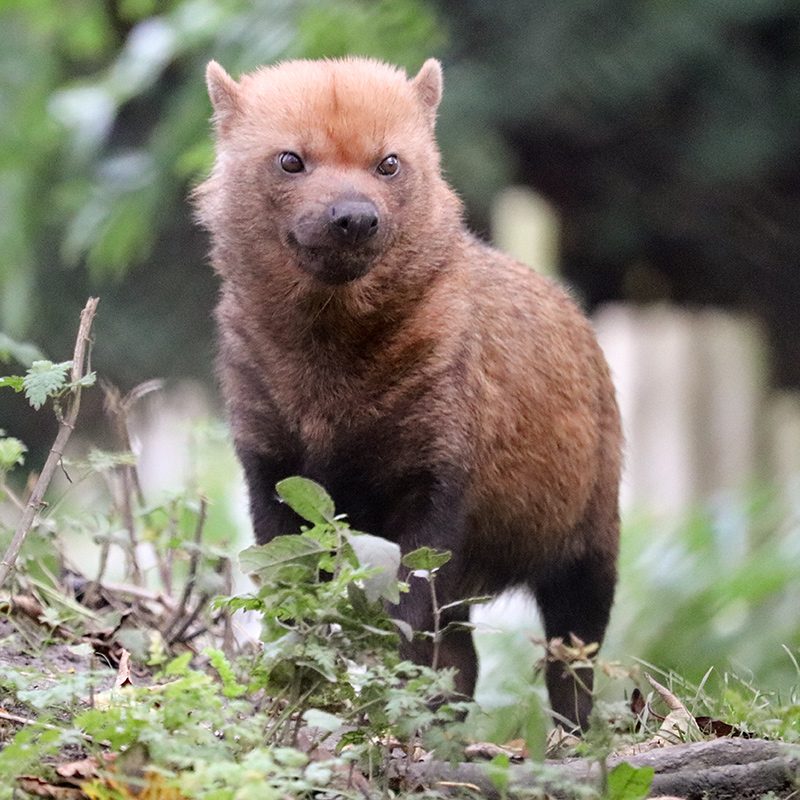 <b>BUSH DOG</b>
<br>
<i>Speothos venaticus</i>
<br>
Where They Live: Central & Southern America
<br>
Status: Near Threatened