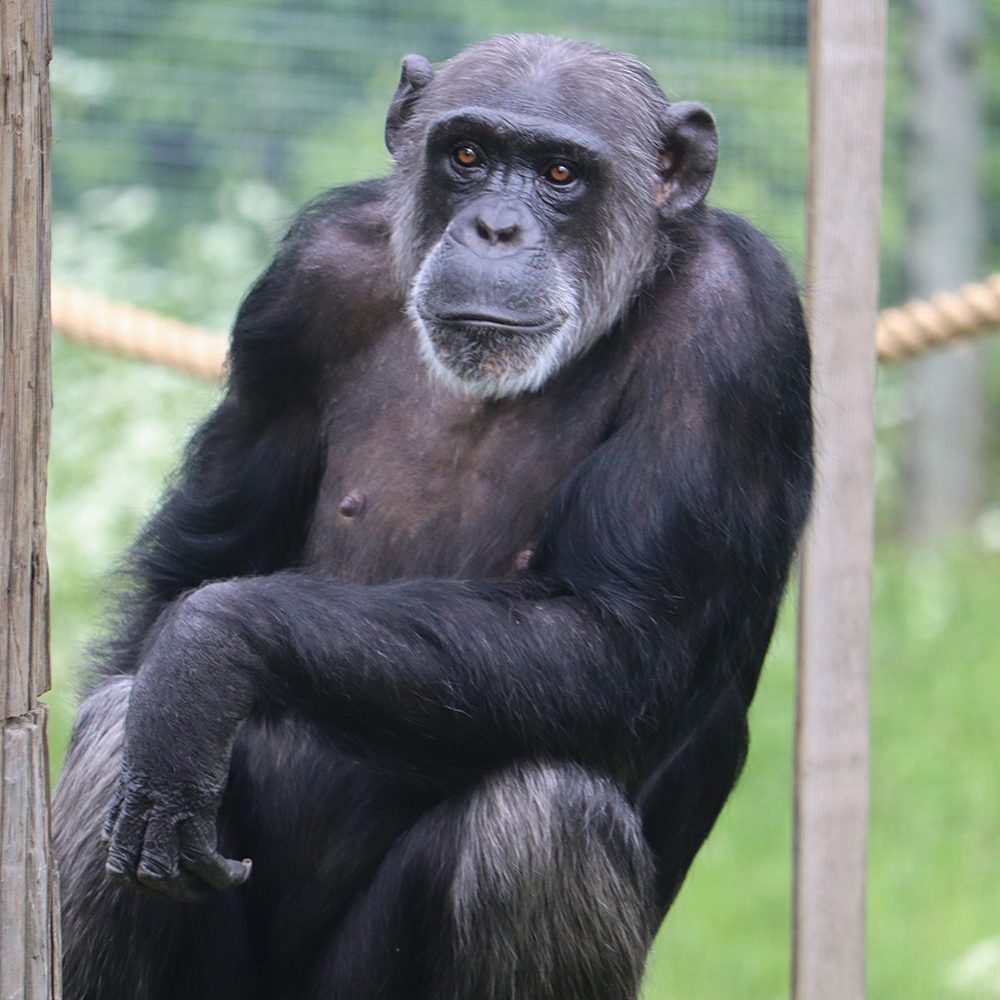 <i>CHIMPANZEE</i>
<br>
Where They Live: Tropical Africa
<br>
Status: Endangered
<br>
Photograph 
Location: Dudley Zoo, UK