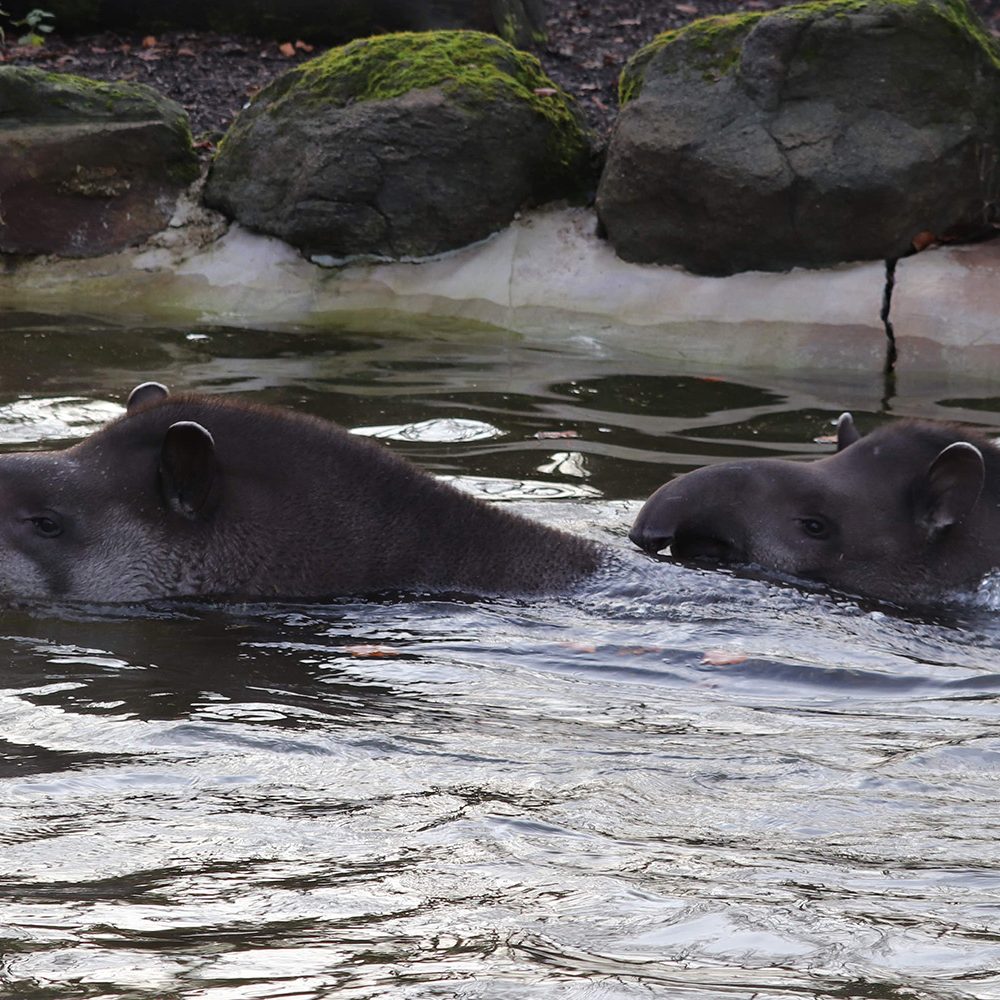 <i>BRAZILIAN TAPIR</i>
<br>
Where They Live: South America
<br>
Status: Vulnerable
<br>
Photograph 
Location: Dudley Zoo, UK