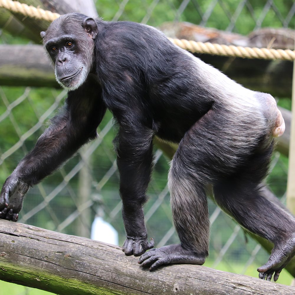 <i>CHIMPANZEE</i>
<br>
Where They Live: Tropical Africa
<br>
Status: Endangered
<br>
Photograph 
Location: Dudley Zoo, UK