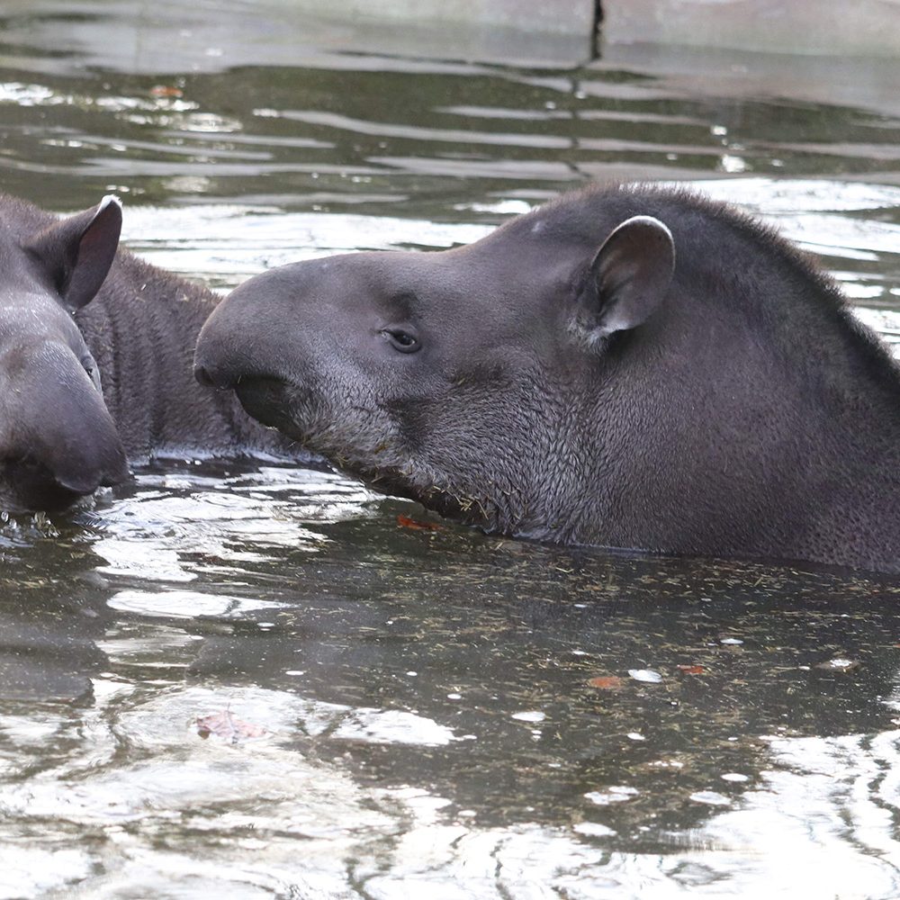 <i>BRAZILIAN TAPIR</i>
<br>
Where They Live: South America
<br>
Status: Vulnerable
<br>
Photograph 
Location: Dudley Zoo, UK