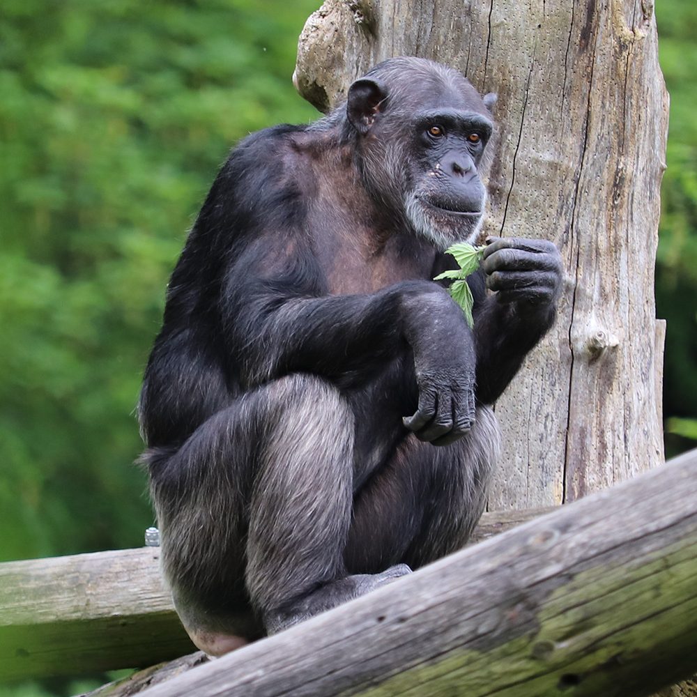 <i>CHIMPANZEE</i>
<br>
Where They Live: Tropical Africa
<br>
Status: Endangered
<br>
Photograph 
Location: Dudley Zoo, UK