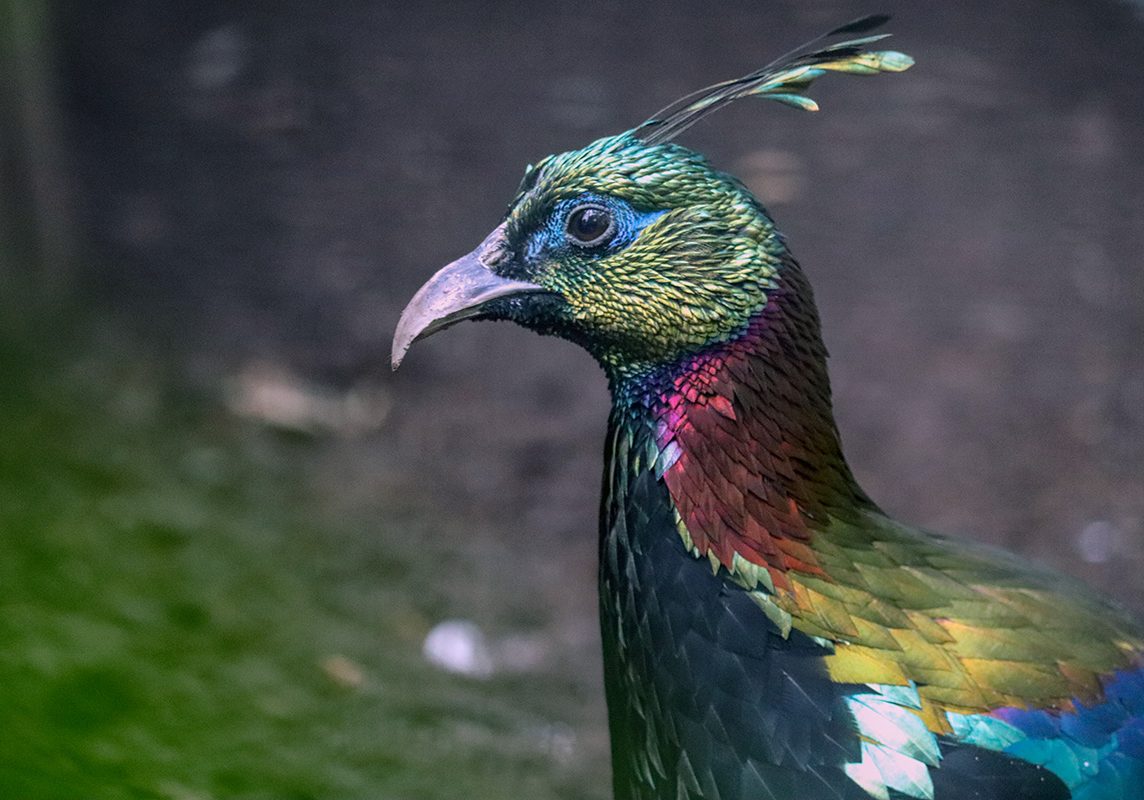 <b>HIMALAYAN MONAL</b>
<br>
<i>Lophophorus impejanus</i>
<br>
Where They Live: Nepal & India
<br>
Status: Least Concern