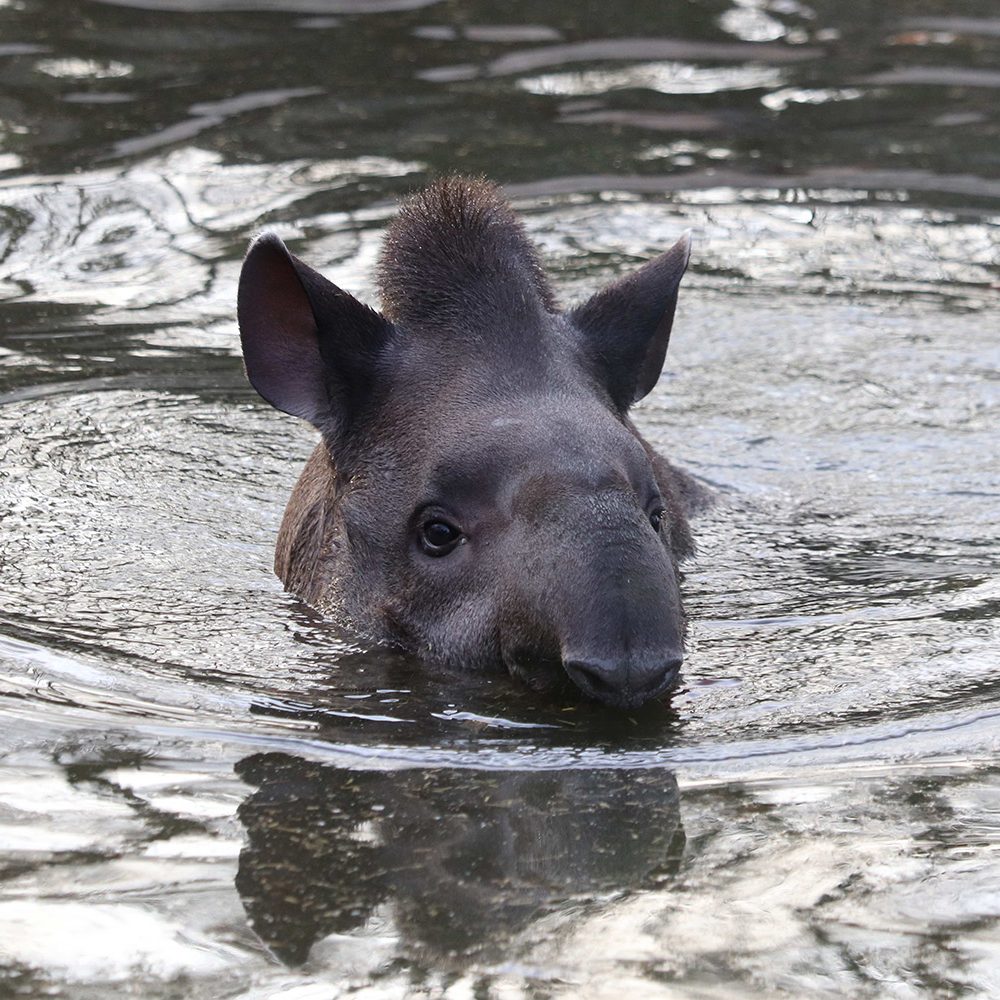 <i>BRAZILIAN TAPIR</i>
<br>
Where They Live: South America
<br>
Status: Vulnerable
<br>
Photograph 
Location: Dudley Zoo, UK