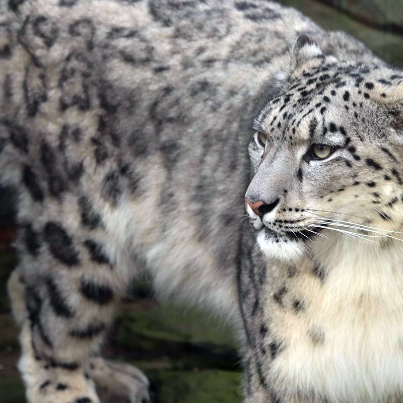 <b>SNOW LEOPARD</b>
<br>
<i>Panthera uncia</i>
<br>
Where They Live: Central & South Asia
<br>
Status: Vulnerable