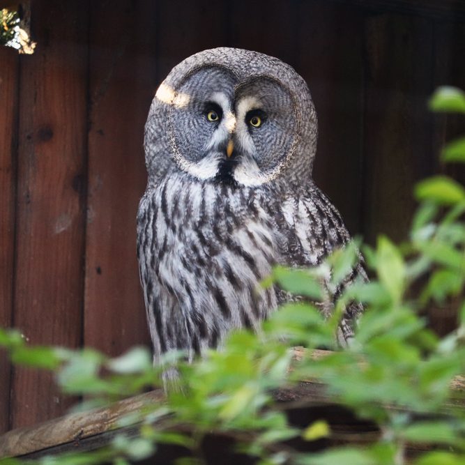 <b>GREAT GREY OWL</b>
<br>
<i>Strix nebulosa</i>
<br>
Where They Live: Northern Hemisphere
<br>
Status: Least Concern