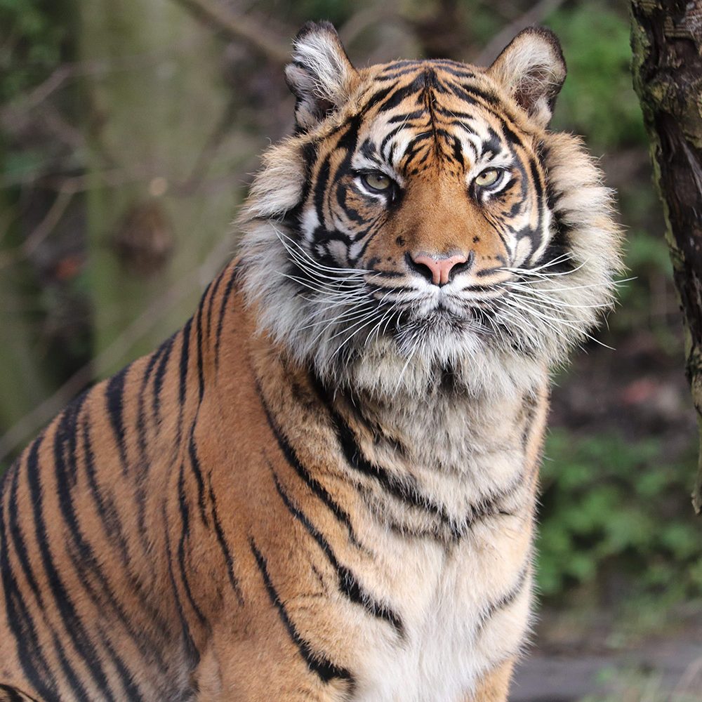 <b> SUMATRAN TIGER </b>
<br>
<i>Panthera tigris sondaica</i>
<br>
Where They Live: Sumatra
<br>
Status: Critically Endangered
<br>
<a href="http://www.laurenbilboe.co.uk/wp-content/uploads/2020/01/IMG_8466.jpg" target="_blank" rel="noopener noreferrer">[ ENLARGE ]</a>

<a href="https://www.laurenbilboe.co.uk/my-shop/all/1584620539/" target="_blank" rel="noopener noreferrer">[ VIEW PRICES ]</a>