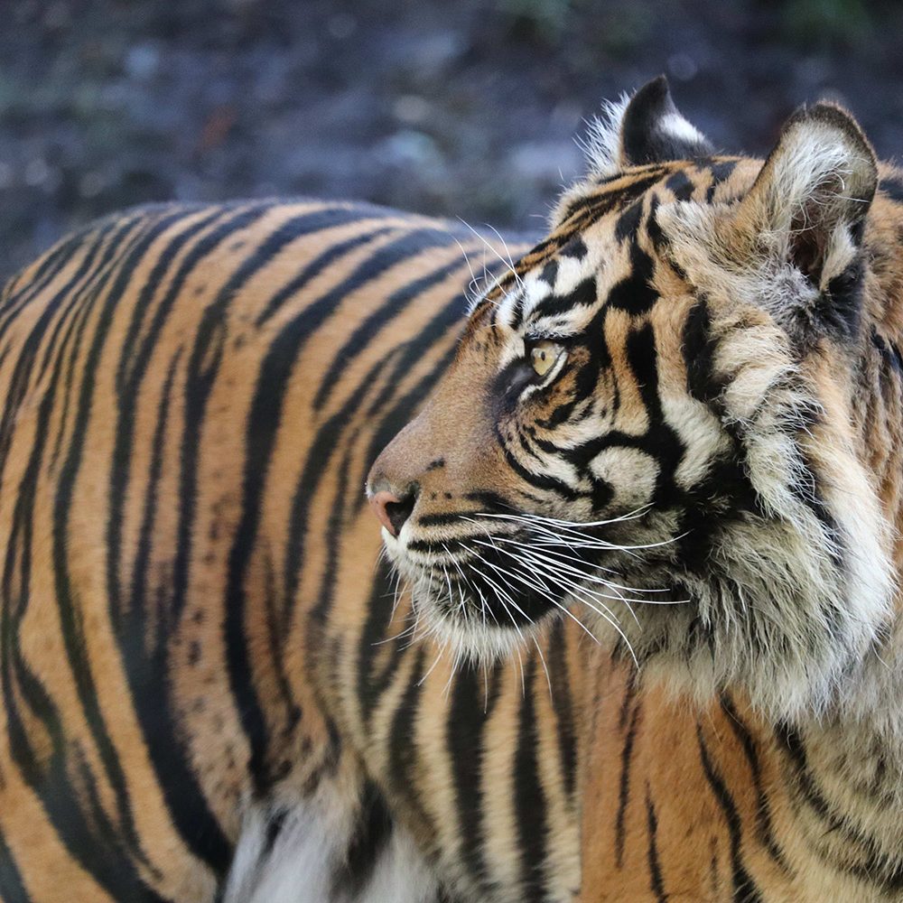 <b> SUMATRAN TIGER </b>
<br>
<i>Panthera tigris sondaica</i>
<br>
Where They Live: Sumatra
<br>
Status: Critically Endangered