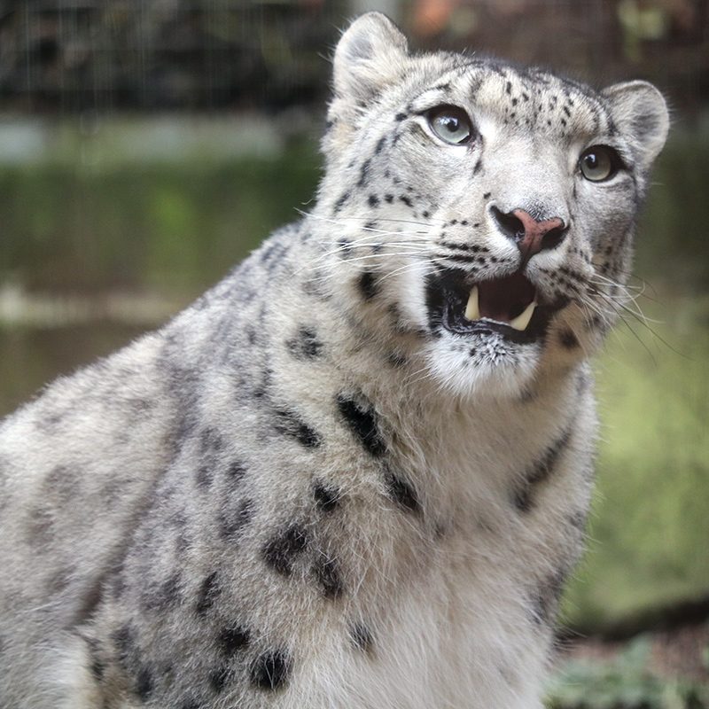 <b>SNOW LEOPARD</b>
<br>
<i>Panthera uncia</i>
<br>
Where They Live: Central & South Asia
<br>
Status: Vulnerable