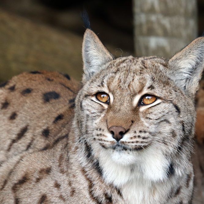 <b>CARPATHIAN LYNX</b>
<br>
<i>Lynx lynx carpathicus</i>
<br>
Where They Live: Romania, Slovakia & Hungary
<br>
Status: Least Concern