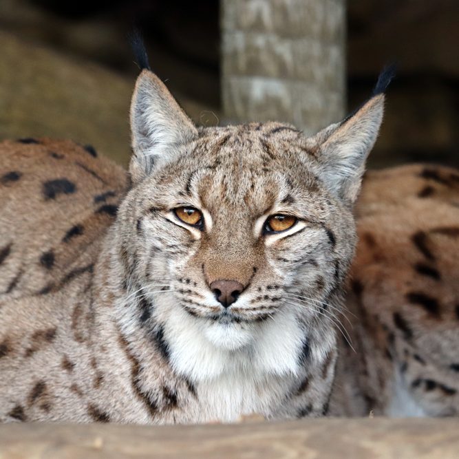 <b>CARPATHIAN LYNX</b>
<br>
<i>Lynx lynx carpathicus</i>
<br>
Where They Live: Romania, Slovakia & Hungary
<br>
Status: Least Concern