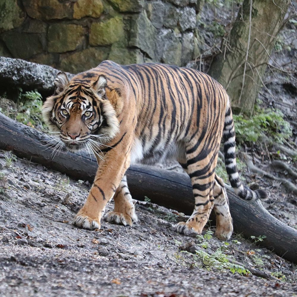 <b> SUMATRAN TIGER </b>
<br>
<i>Panthera tigris sondaica</i>
<br>
Where They Live: Sumatra
<br>
Status: Critically Endangered