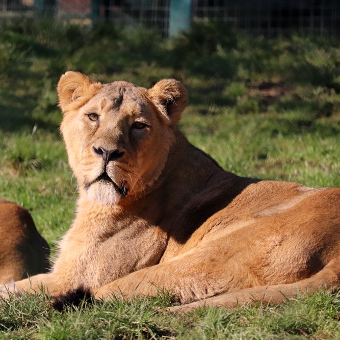 <b>ASIATIC LION</b>
<br>
<i>Panthera leo persica</i>
<br>
Where They Live: India
<br>
Status: Endangered