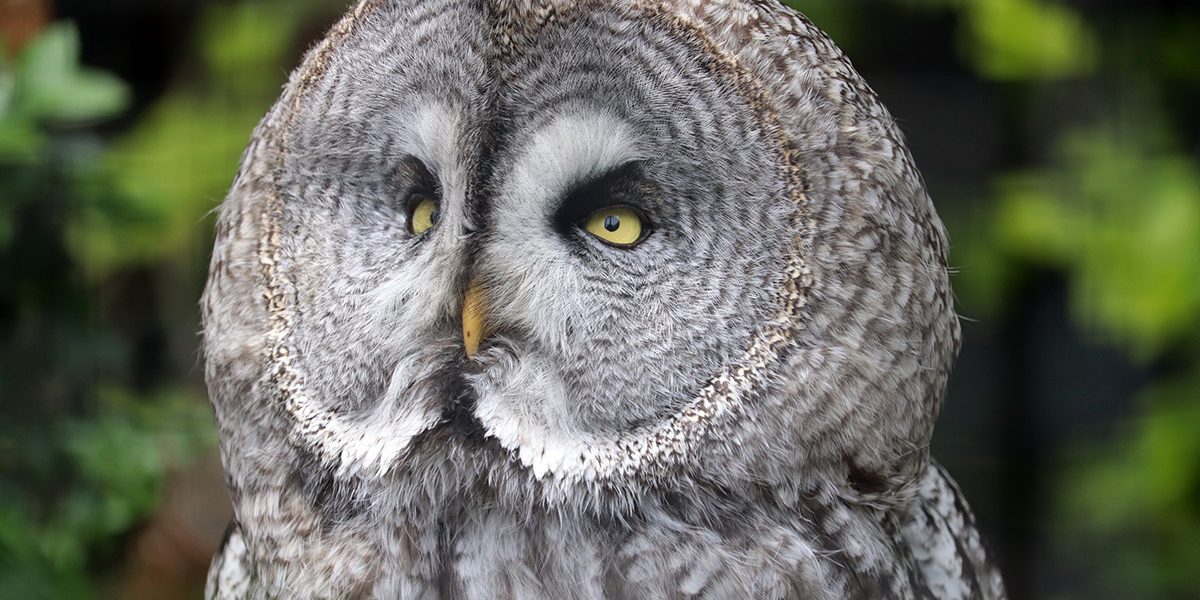 <b>GREAT GREY OWL</b>
<br>
<i>Strix nebulosa</i>
<br>
Where They Live: Northern Hemisphere
<br>
Status: Least Concern