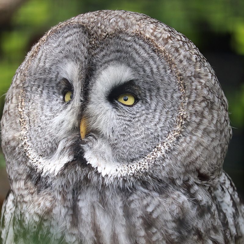 <b>GREAT GREY OWL</b>
<br>
<i>Strix nebulosa</i>
<br>
Where They Live: Northern Hemisphere
<br>
Status: Least Concern