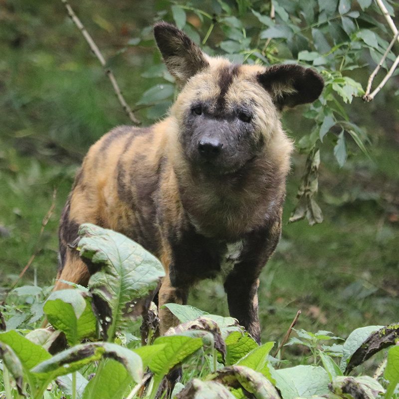 <b>AFRICAN WILD DOG</b>
<br>
<i>Lycaon pictus</i>
<br>
Where They Live: Central & Southern Africa
<br>
Status: Endangered