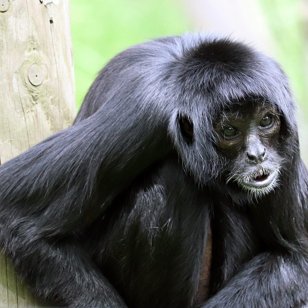 <b>COLOMBIAN BLACK SPIDER MONKEY</b>
<br>
<i>Ateles fusciceps rufiventris</i>
<br>
Where They Live: Colombia & Panama
<br>
Status: Critically Endangered