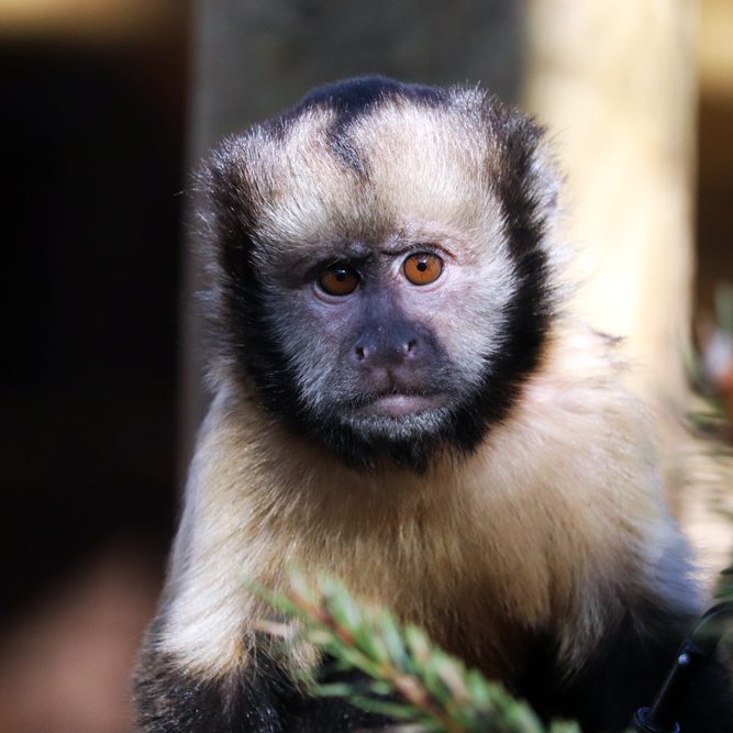 <b>YELLOW BREASTED CAPUCHIN</b>
<br>
<i>Sapajus xanthosternos</i>
<br>
Where They Live: Brazil
<br>
Status: Critically Endangered