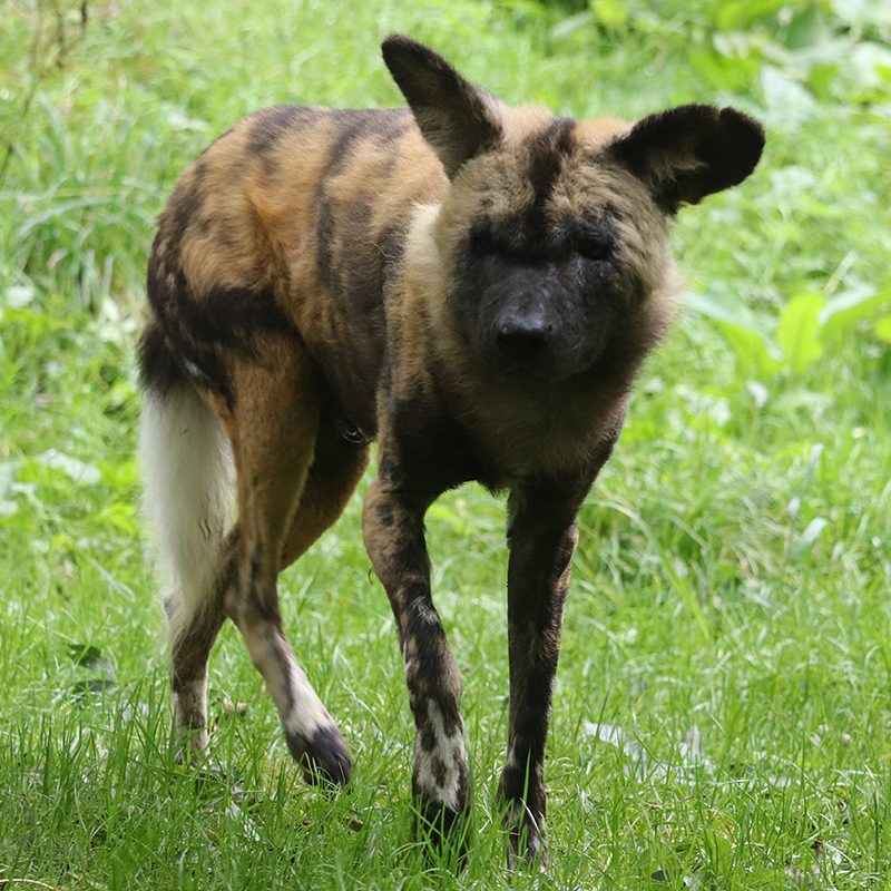 <b>AFRICAN WILD DOG</b>
<br>
<i>Lycaon pictus</i>
<br>
Where They Live: Central & Southern Africa
<br>
Status: Endangered