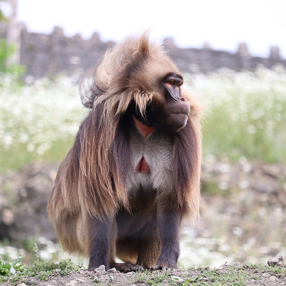 <b>GELADA</b>
<br>
<i>Theropithecus gelada</i>
<br>
Where They Live: Ethiopian Highlands
<br>
Status: Least Concern