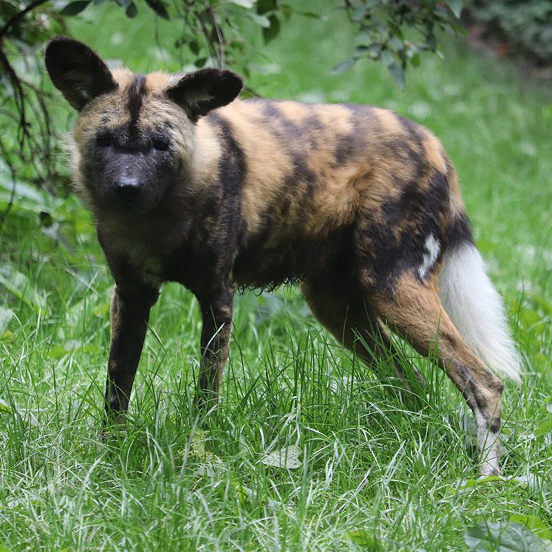 <b>AFRICAN WILD DOG</b>
<br>
<i>Lycaon pictus</i>
<br>
Where They Live: Central & Southern Africa
<br>
Status: Endangered