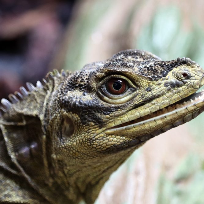 <b>PHILIPPINE SAILFIN LIZARD</b>
<br>
<i>Hydrosaurus pustulatus</i>
<br>
Where They Live: Philippines
<br>
Status: Vulnerable