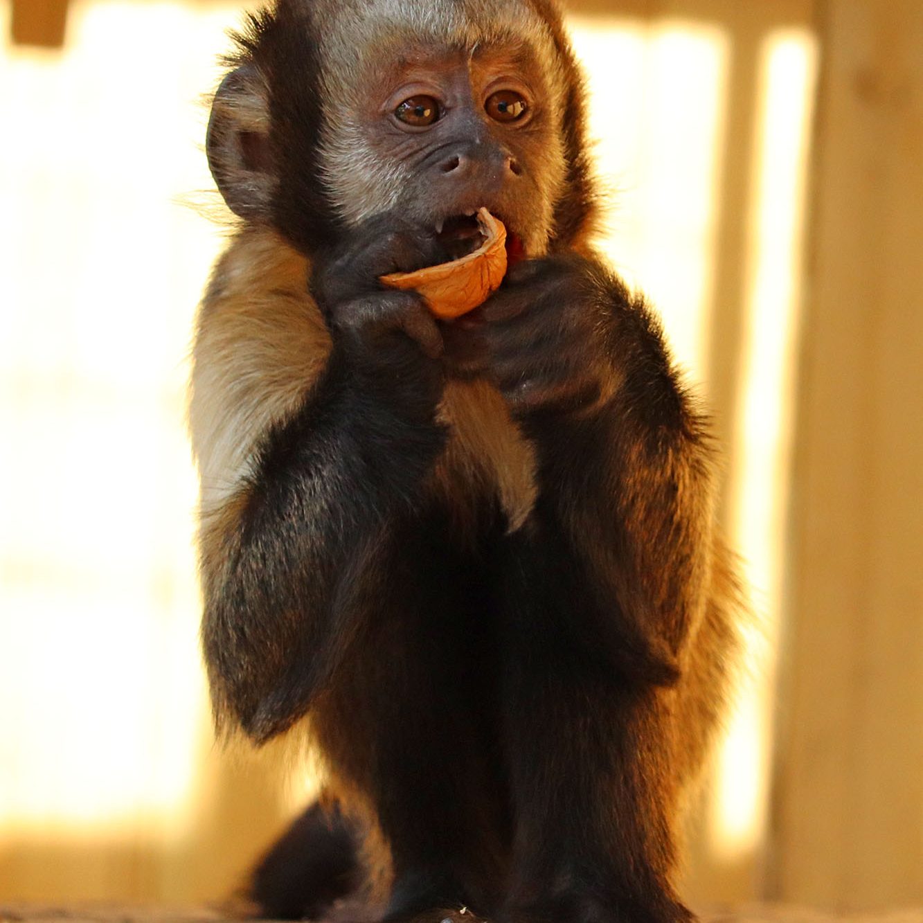 <b>YELLOW BREASTED CAPUCHIN</b>
<br>
<i>Sapajus xanthosternos</i>
<br>
Where They Live: Brazil
<br>
Status: Critically Endangered