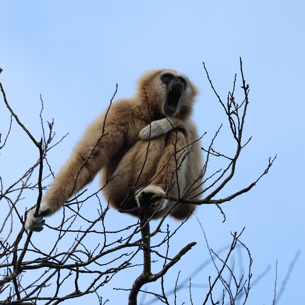 <b>LAR GIBBON</b>
<br>
<i>Hylobates lar</i>
<br>
Where They Live: China, Thailand, Laos, Burma & Indonesia
<br>
Status: Endangered